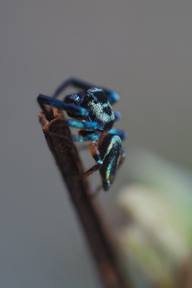 庭の鉢植えの上をチョロチョロしてた綺麗なクモさん
マスラオハエトリ？