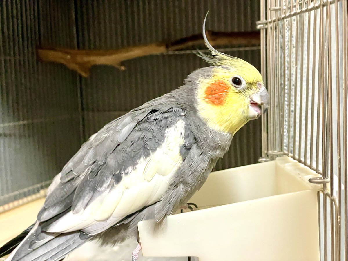 ばがぽーちゃん ㍼🐲♍🅰♂🚬💻🎹📷🐥🌸＜🍡 (@bagapo) / Posts / X