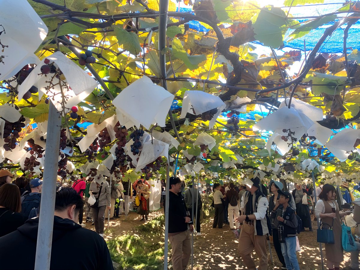 ワイン祭り楽しかったあ🍷Ψ( 'ч'♡ )