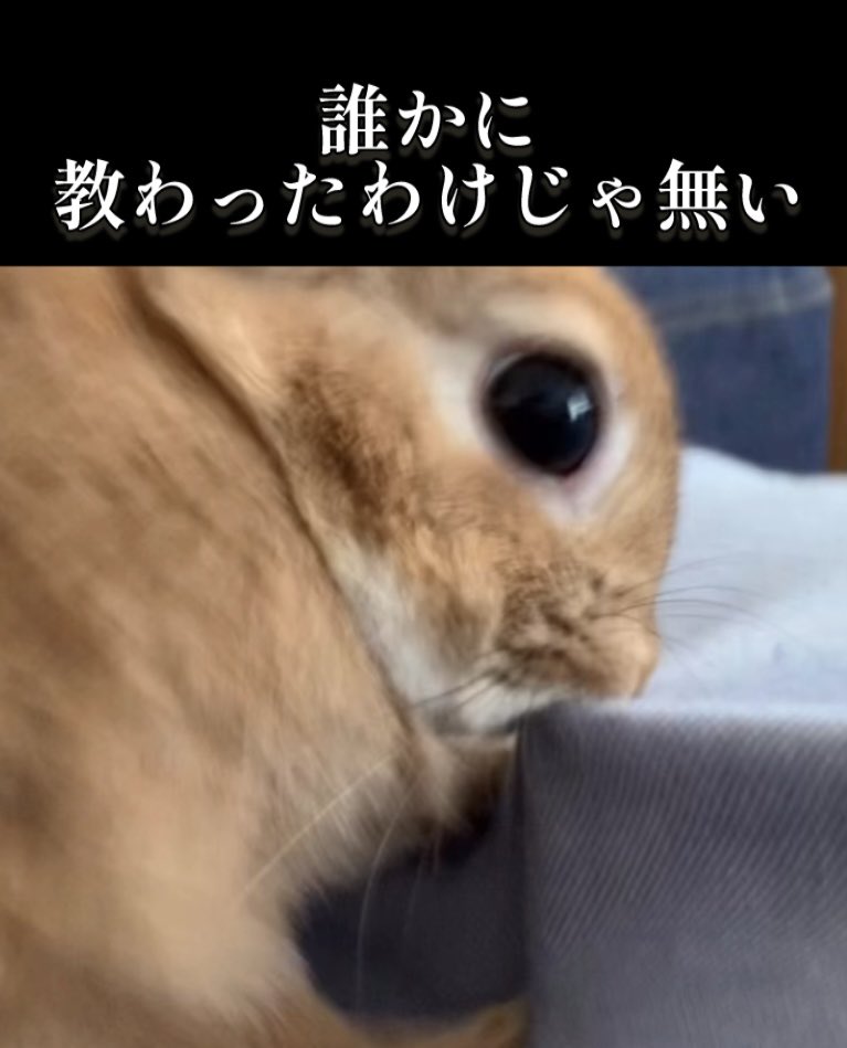 うさ男（お） (@papanikki1) / Posts / X