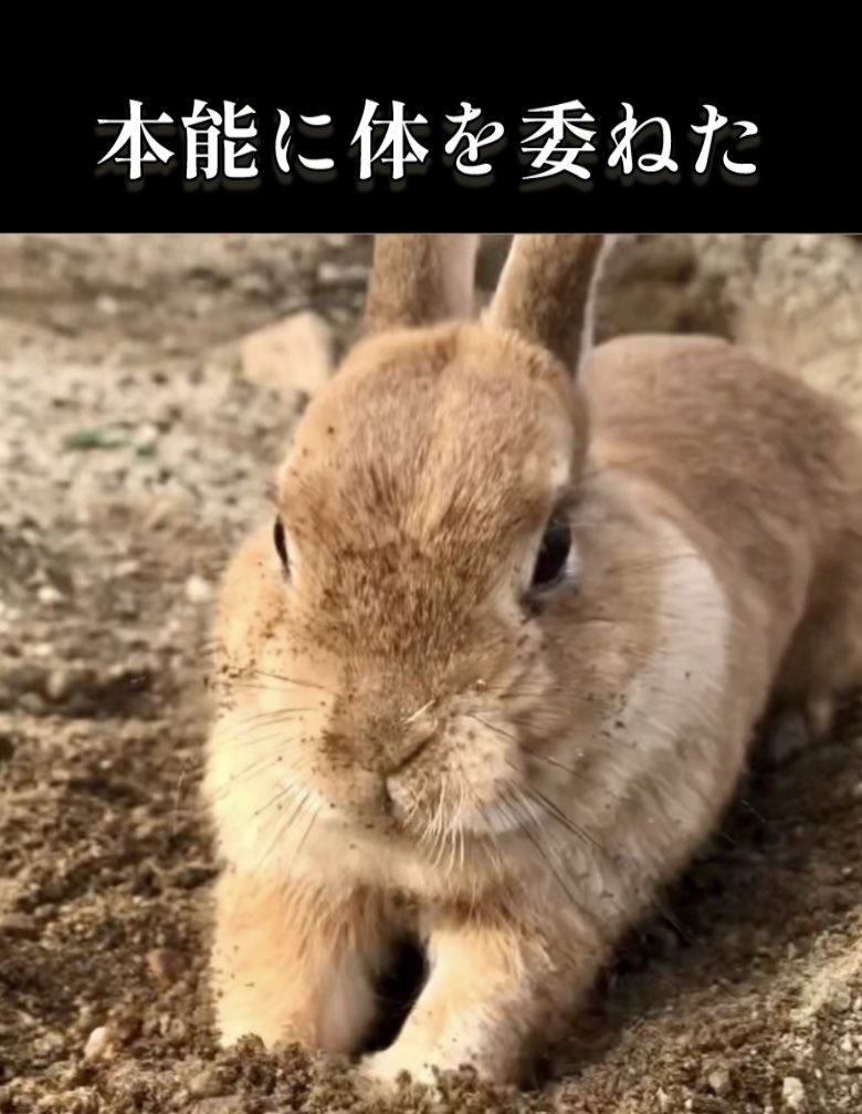 うさ男 うさ男（お） (@papanikki1) / Posts / X