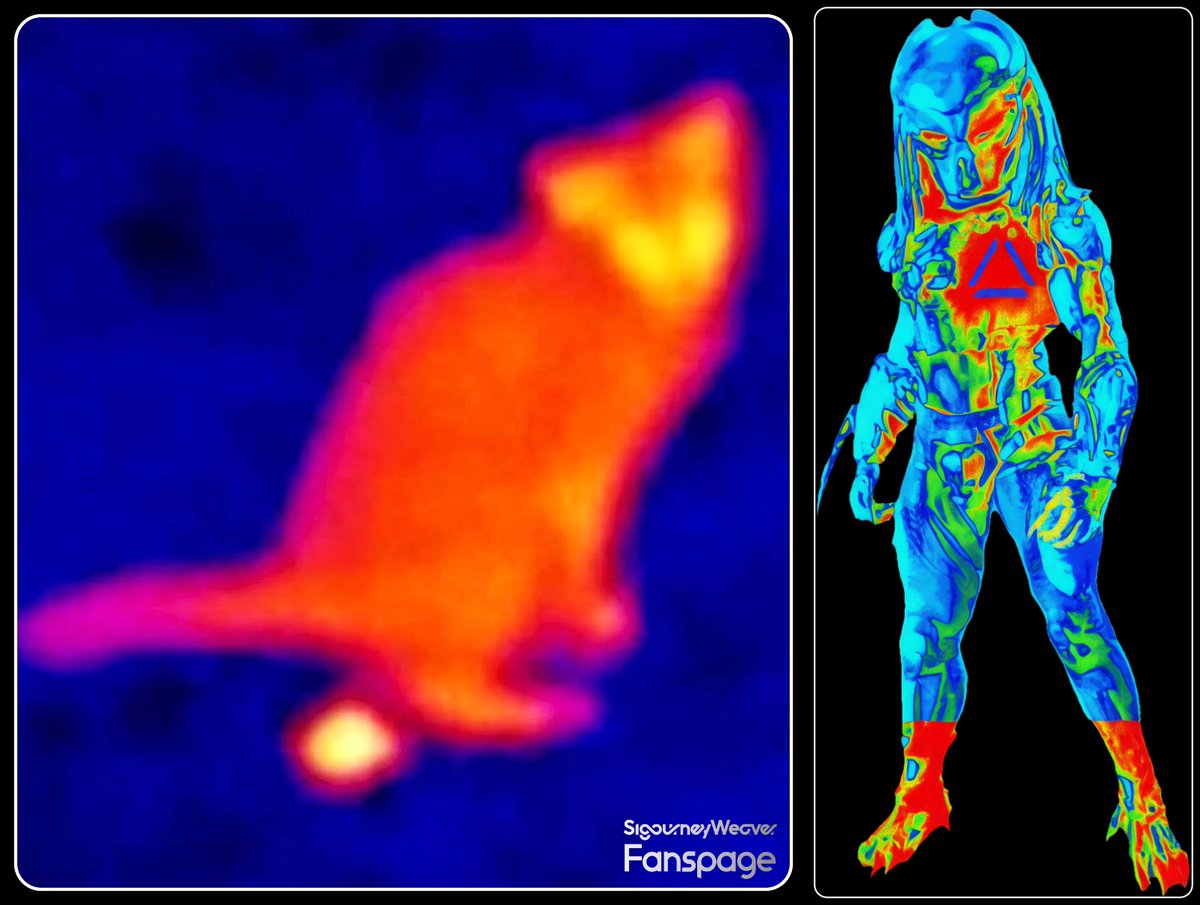 SigourneyPage's tweet image. #SigourneyWeaver #ripley #movie #Alien #aliens #alien3 #alienresurrection  #hollywood #Sigourneyweaverfanspage #Movies #films #xenomorphfanspage #giger #Xenomorph  #uscm #PredatorFanspage