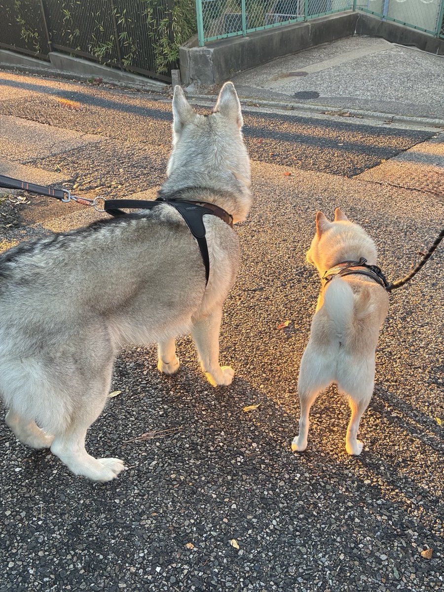 ばななざるページ Amazon | サラサマルチ 4+1 ボールペン シャーペン 0.5 ゼブラ