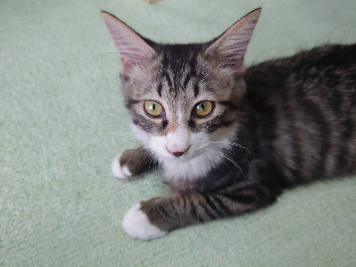 相模原市 #海老名市 #厚木市 本日、法人様の御依頼で廃家電の