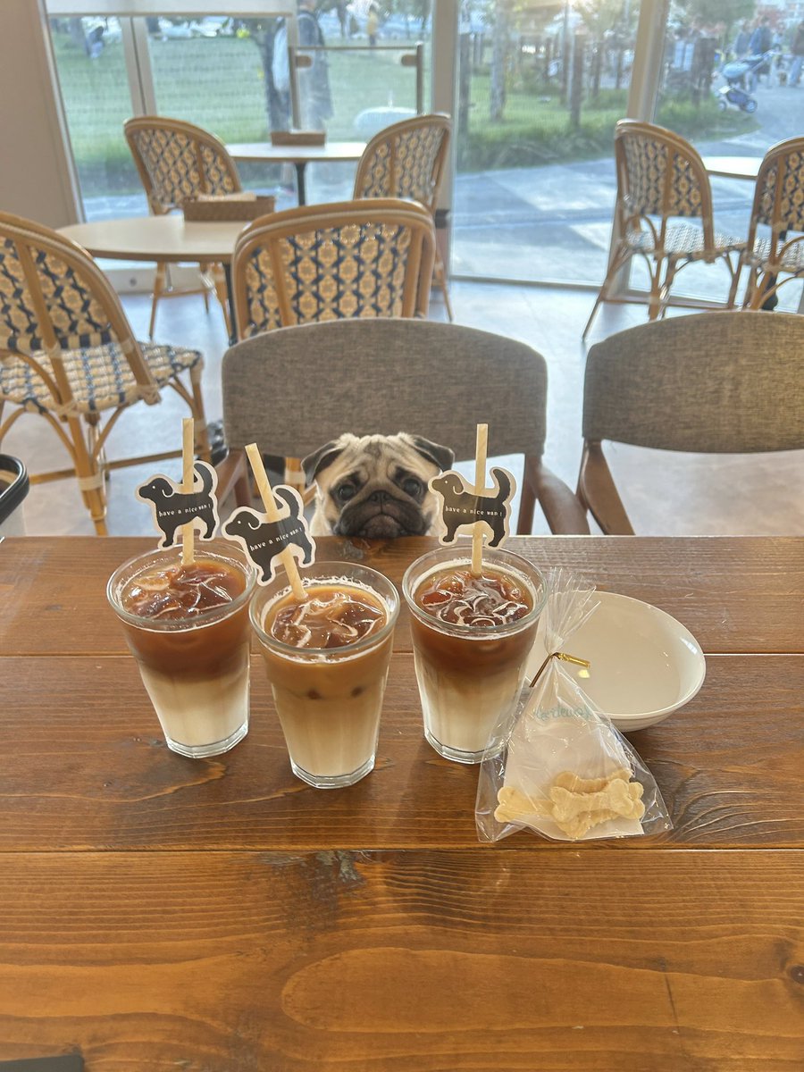 moromi0219's tweet image. #パグ