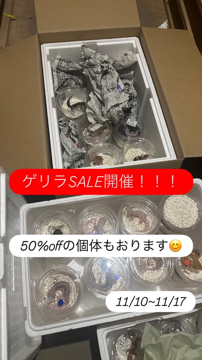 chappi_python's tweet image. SALE無事終了しました✨
お迎えしていただいた方々ありがとうございました😊
お迎えされた生体で分からないことなどあればお気軽にお問い合わせください🙌