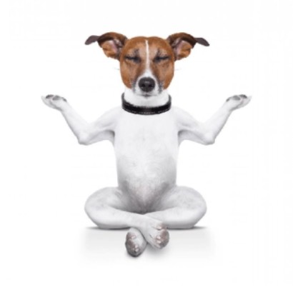 cacodemonioo's tweet image. jorge sentou praça na cavalaria
eu estou feliz porque também sou de sua companhia