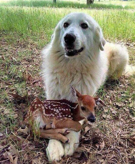 BestinDogs's tweet image. Wondered why my dog wouldn't come when I called him. Then I found this.