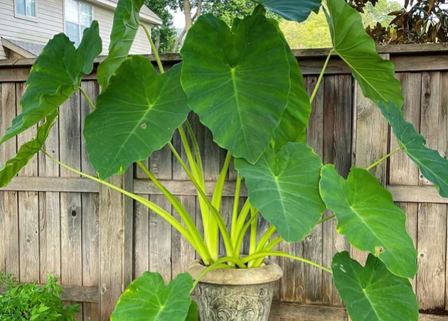 healthnika's tweet image. #ElephantEar plant shows strong promise against #infections, #inflammation — Nigerian #biochemist
healthnika.com/2025/11/17/ele…