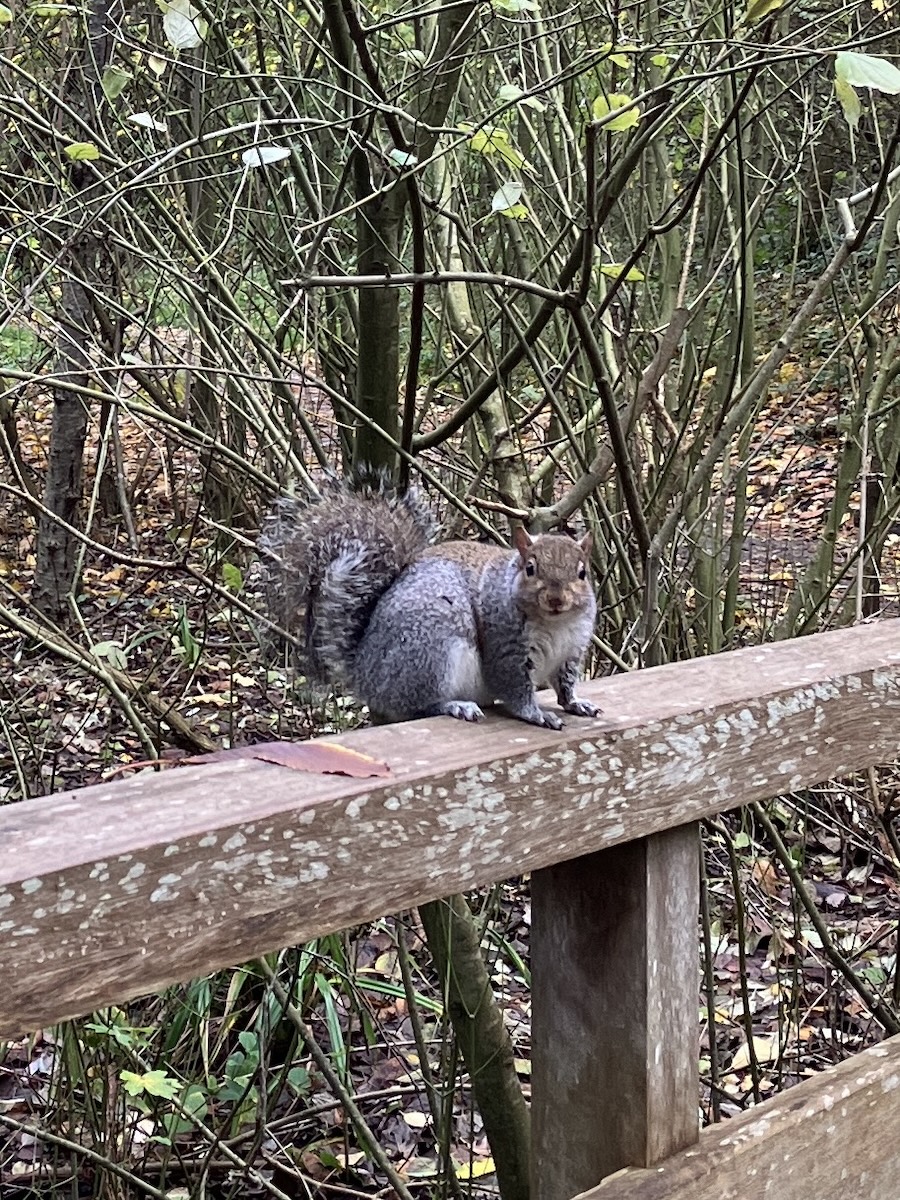 LaikaMuttnik's tweet image. Cuties encountered on the way to the garden volunteering session yesterday morning🐈‍⬛🐿️🥰

昨朝の庭園ボランティアに向かう道すがらで出くわしたかわいい子たち(*^^*)

#WindowCat #squirrel #窓猫 #リス