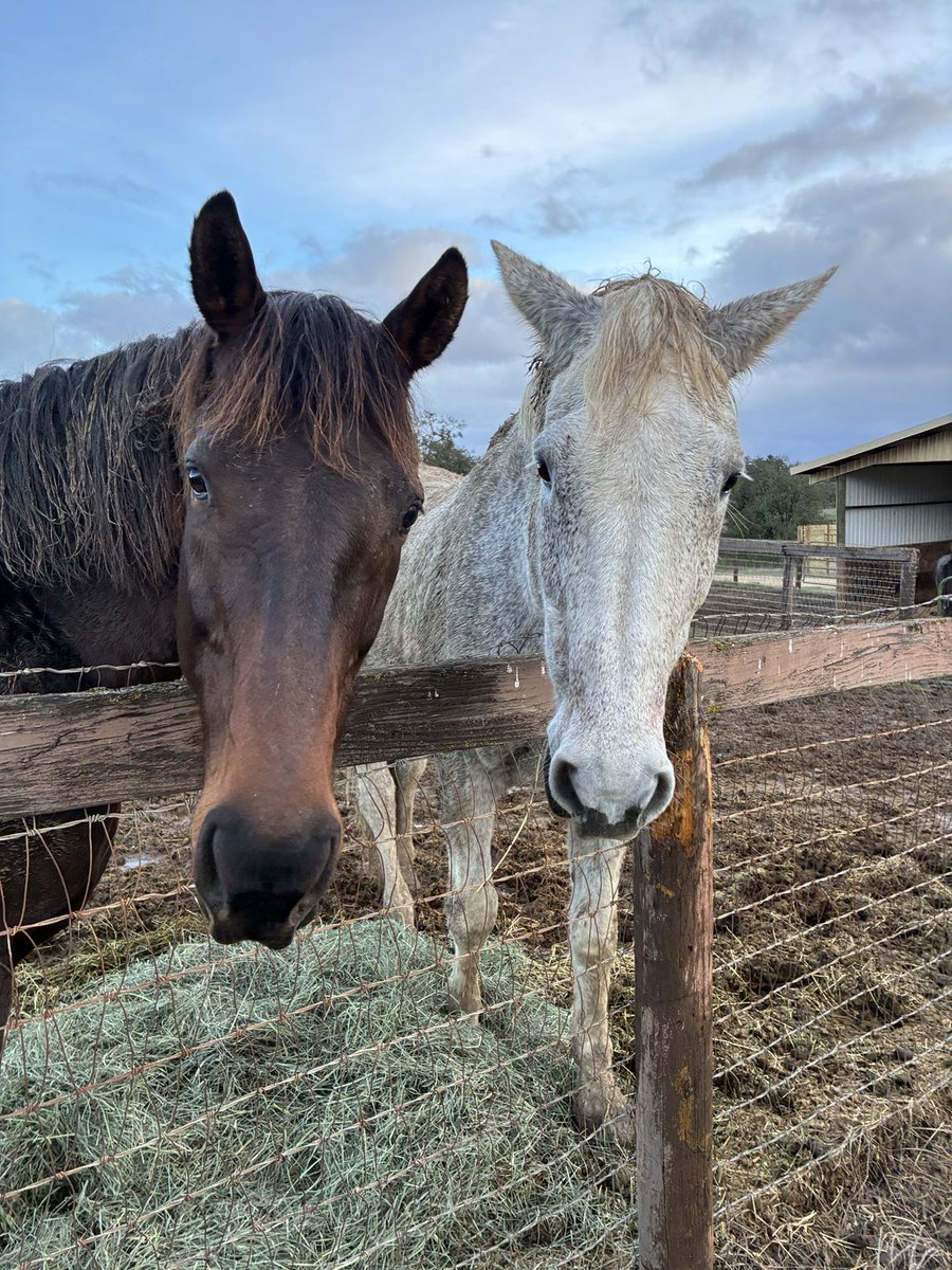 GloriousAllianc's tweet image. The Kravitzes, both groomless, bathless wonders, came in once dinner hay arrived! Pie and Surfer have their schedules!