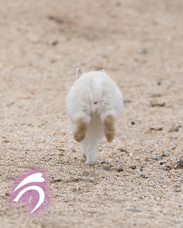 元うさぎの飼い主 (@usagi_kainusi) / Posts / X