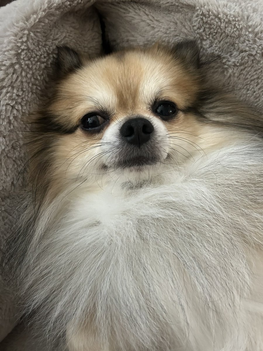 _ponta1116's tweet photo. 耳が小さくなっちゃった
#チワワ #ポメラニアン #ポメチワ
#犬のいる暮らし https://t.co/89toqfRMFX