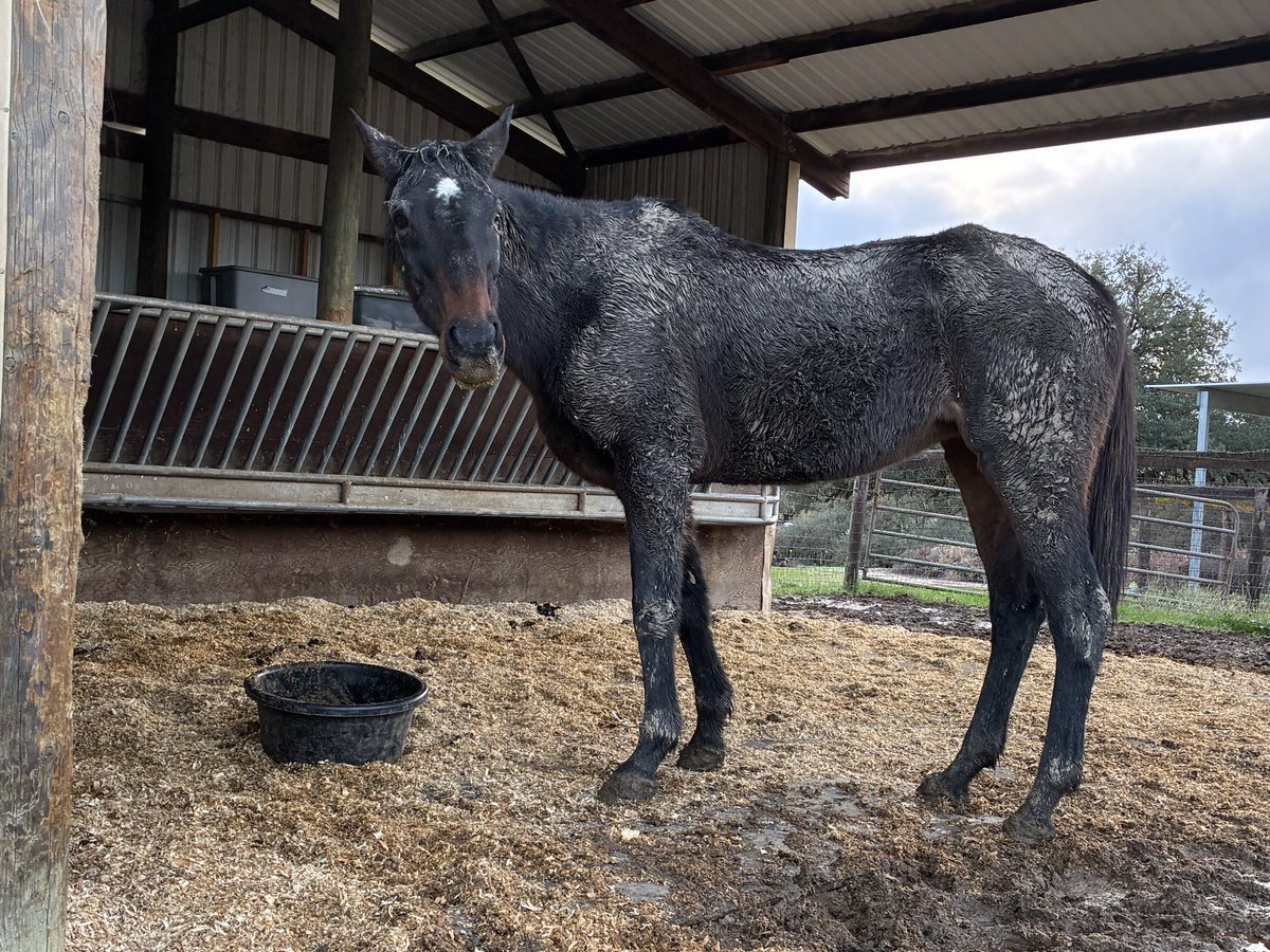 GloriousAllianc's tweet image. Our gorgeous Pixie is loving the rain, rolling and the fresh grass! #heavymetalmare