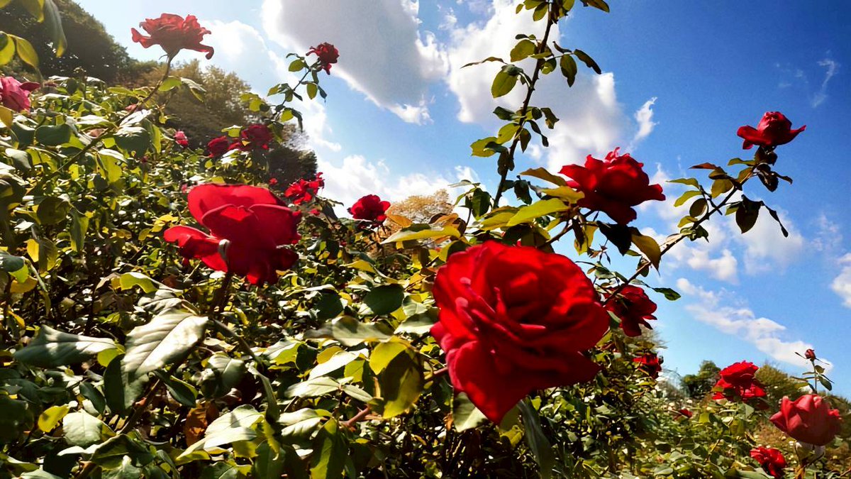 georz_go's tweet image. 駄々こねたら友達が弟に扮してくれたからデート行かせて頂いた　こんなに都合のいいことがあるんだね〜…ありがとね