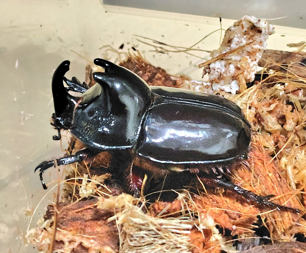 かぶぶくわわ (@mushi_lowkun) / Posts / X