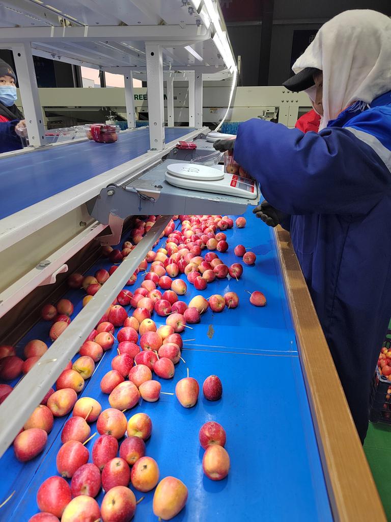 chrisjiachina's tweet image. AI intelligent #sorting system + hand-inspection double check and #packing ＝ premium #cherry #apples. #Supplying with the small quantities of this #fruit. #candyapples