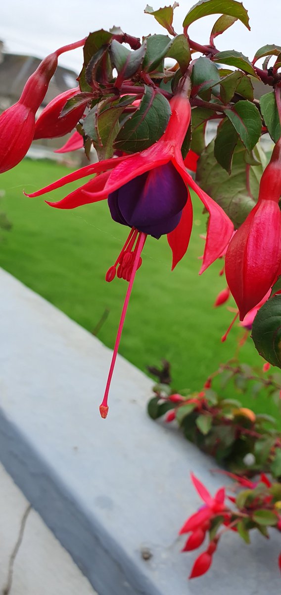 Tracy 💜 ☮️ 📸 ✍🏼 tweet media