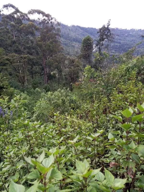 KirorJob's tweet photo. While Africa is struggling to increase their forest cover, institutional governance and CFAs should be strengthened #AIM4Forests, here is Kamatira forest reserve https://t.co/EspypIryJi