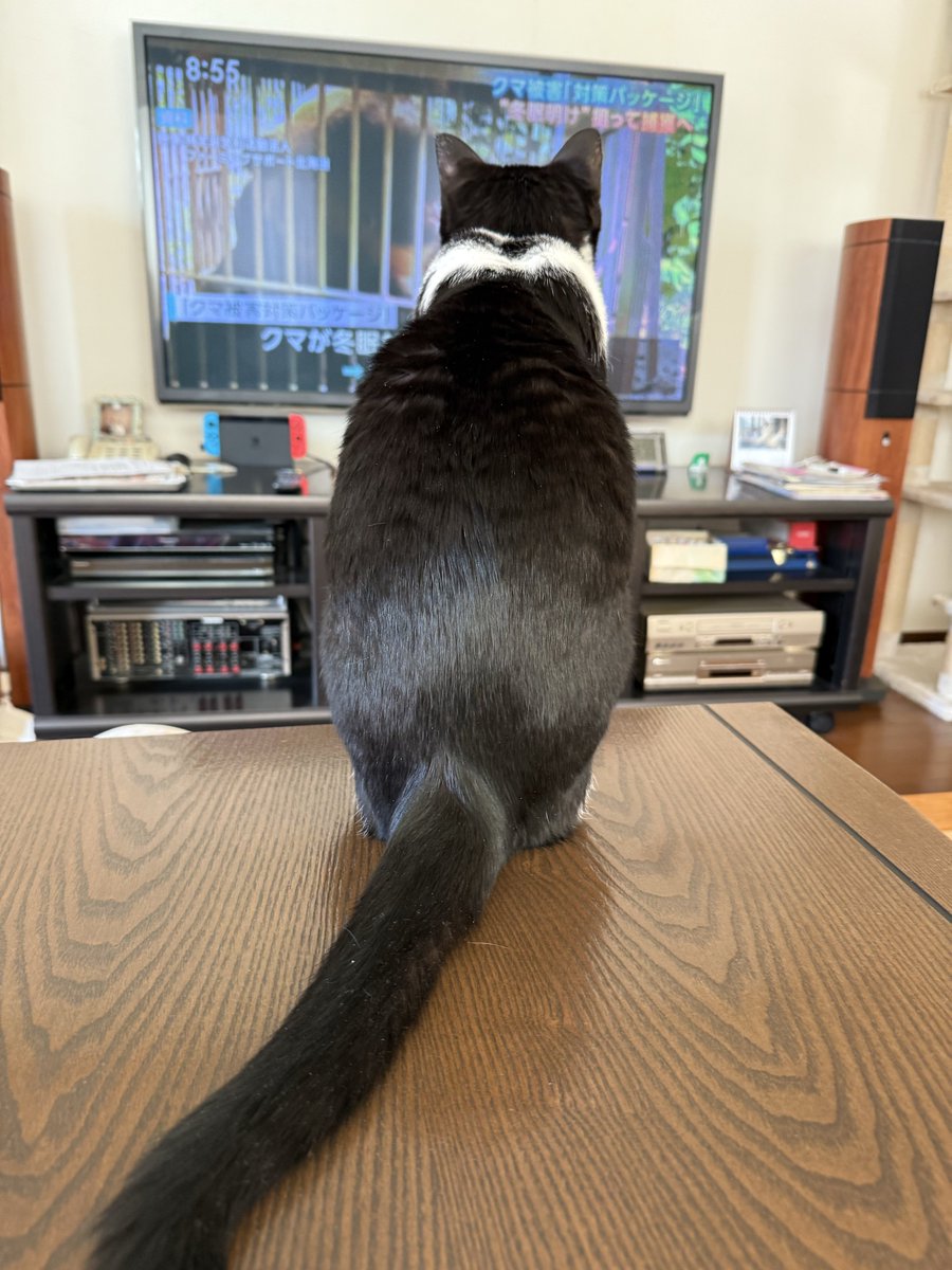 でっけえネコが暴れてんにゃあ ダメだっぺよー あーあ、捕まっちった