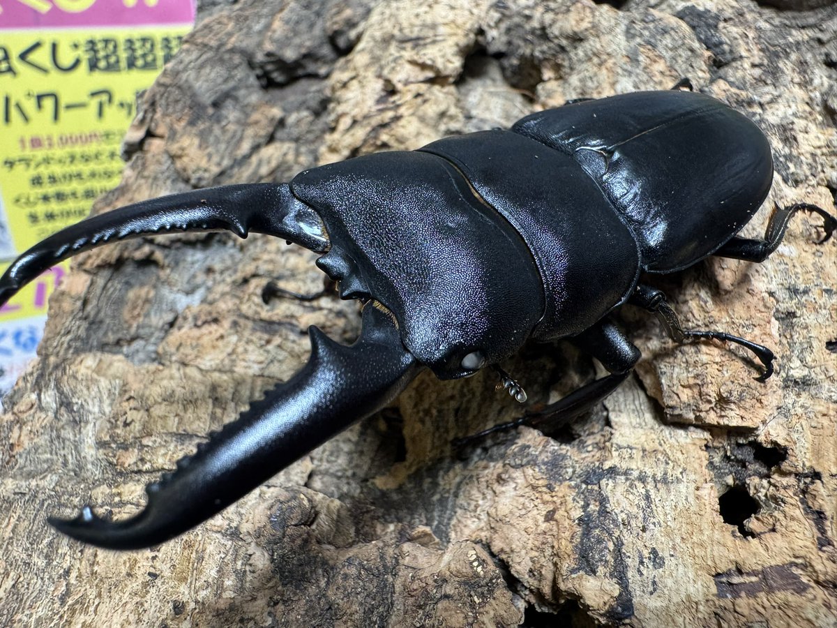 在庫入荷】 ✨ヘラクレス・リッキー✨ コロンビア産、立派なペア