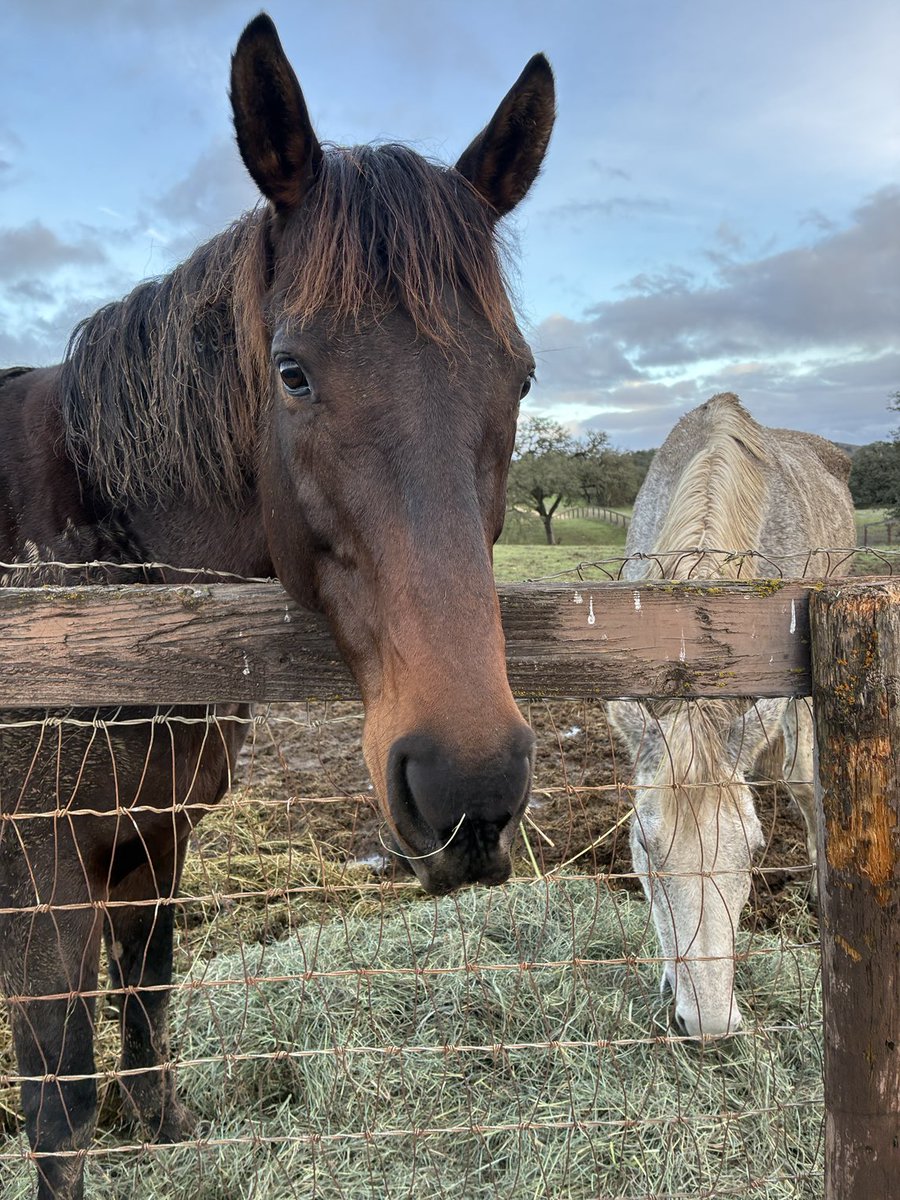 GloriousAllianc's tweet image. Pie, our Cinny Bun, looking for confections.. Which she got even during hay time! ⁦@MTPSU1987⁩ ⁦@gyancita⁩ ⁦@tahoerimriders⁩