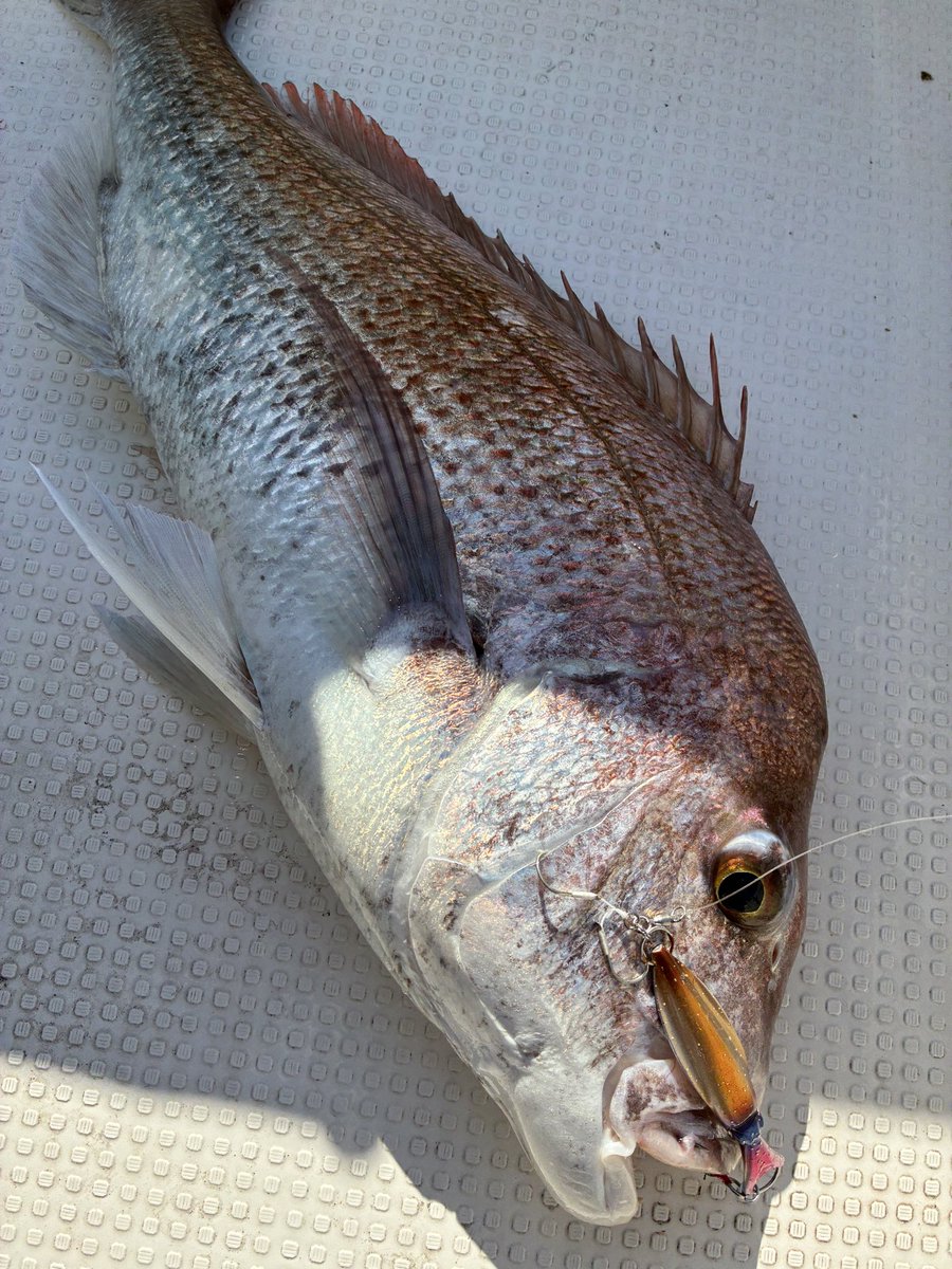 昨日は数は釣れなかったけど
久しぶりにいいサイズの真鯛釣りました😁👍