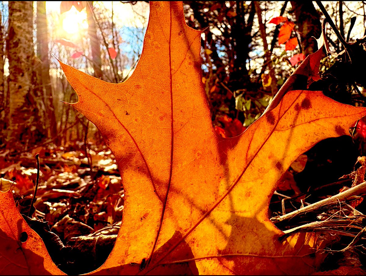 🌻 (@snflower500) on Twitter photo 