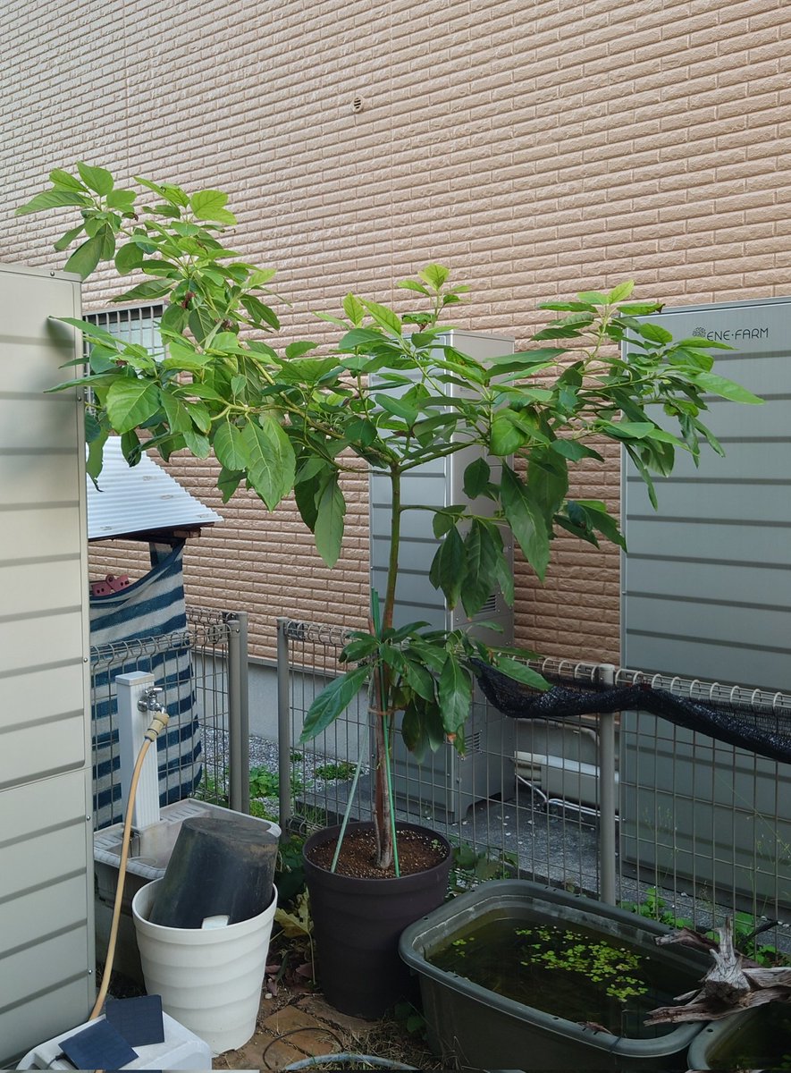 yasu1569's tweet image. 11/17のアボカド