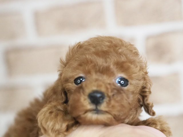 トイプードル プードル ミニ（ブラウン・レフト）