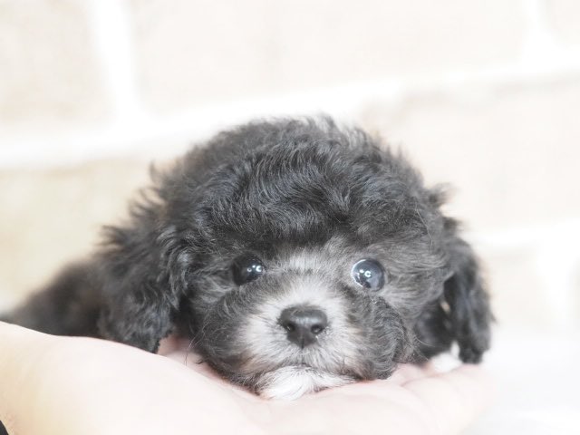 トイプードル プードル ミニ（ブラウン・レフト）