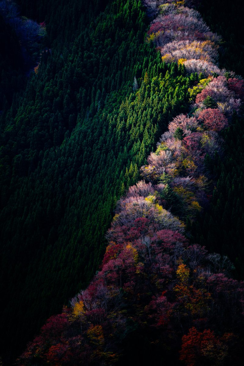 去年撮った紅葉。 最高に美しい状態の紅葉を見てしまったせいで、それ