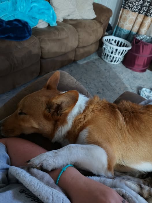 Corgi Lovers tweet media