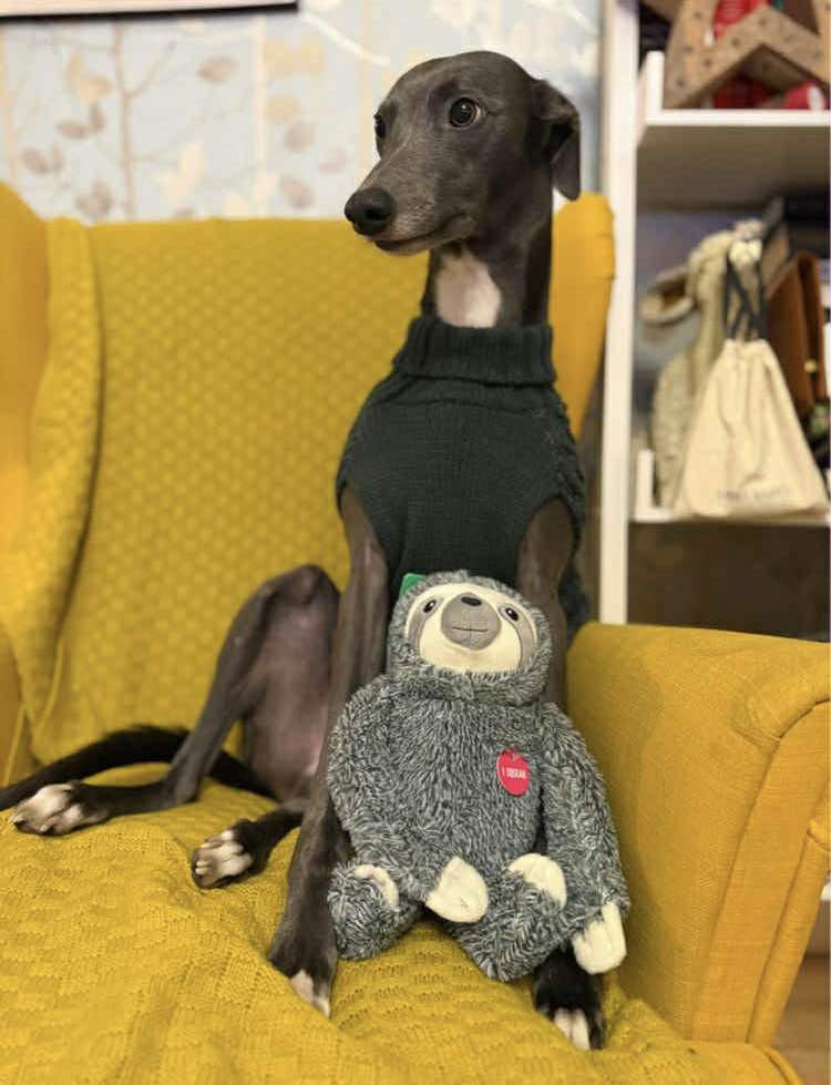 Milo has been adopted 🩵