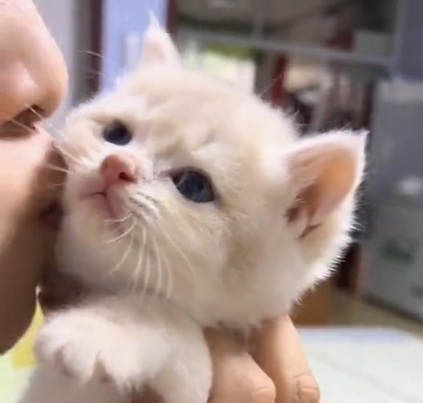 🥰🐱