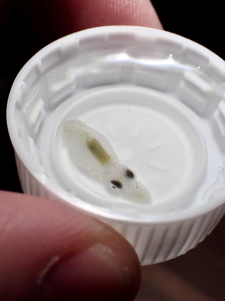 ペットボトルキャップに入る世界最小のイカ🦑
小さくてもちゃんとイカしてる