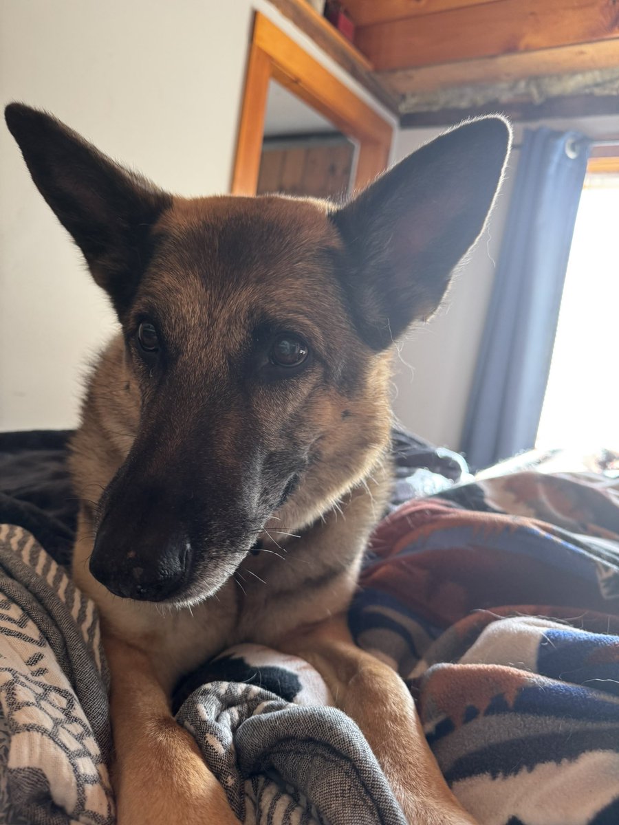 freespeechless0's tweet image. Good morning everyone! Asa is ready to get this week started 🇺🇸☕️