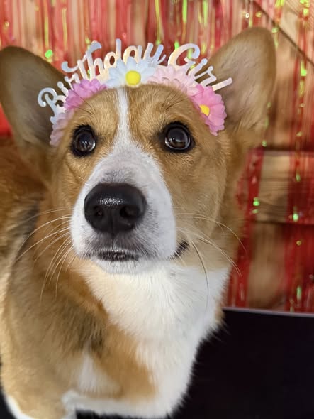 Corgi Lovers tweet media