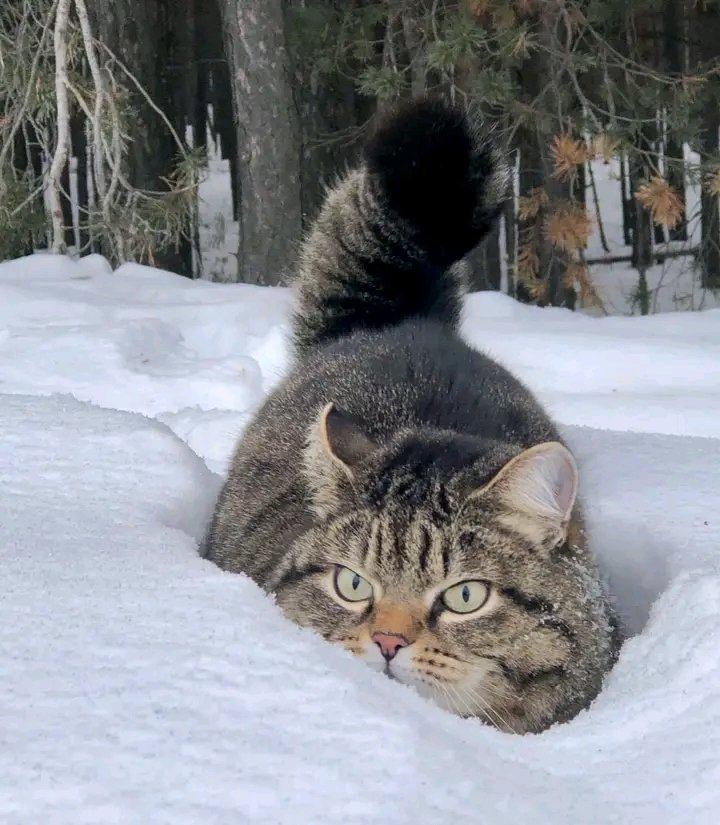 nocontextscats's tweet photo. 🥶🥶🥶 https://t.co/OYq7pP0oWd