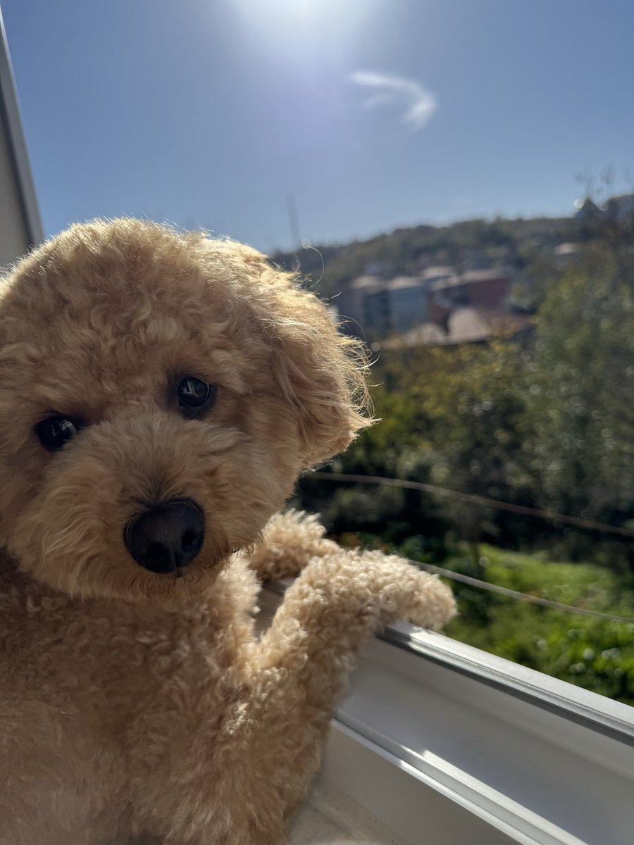 Anneşi şu tovuk bağıryo yiçem bem bumu tmm