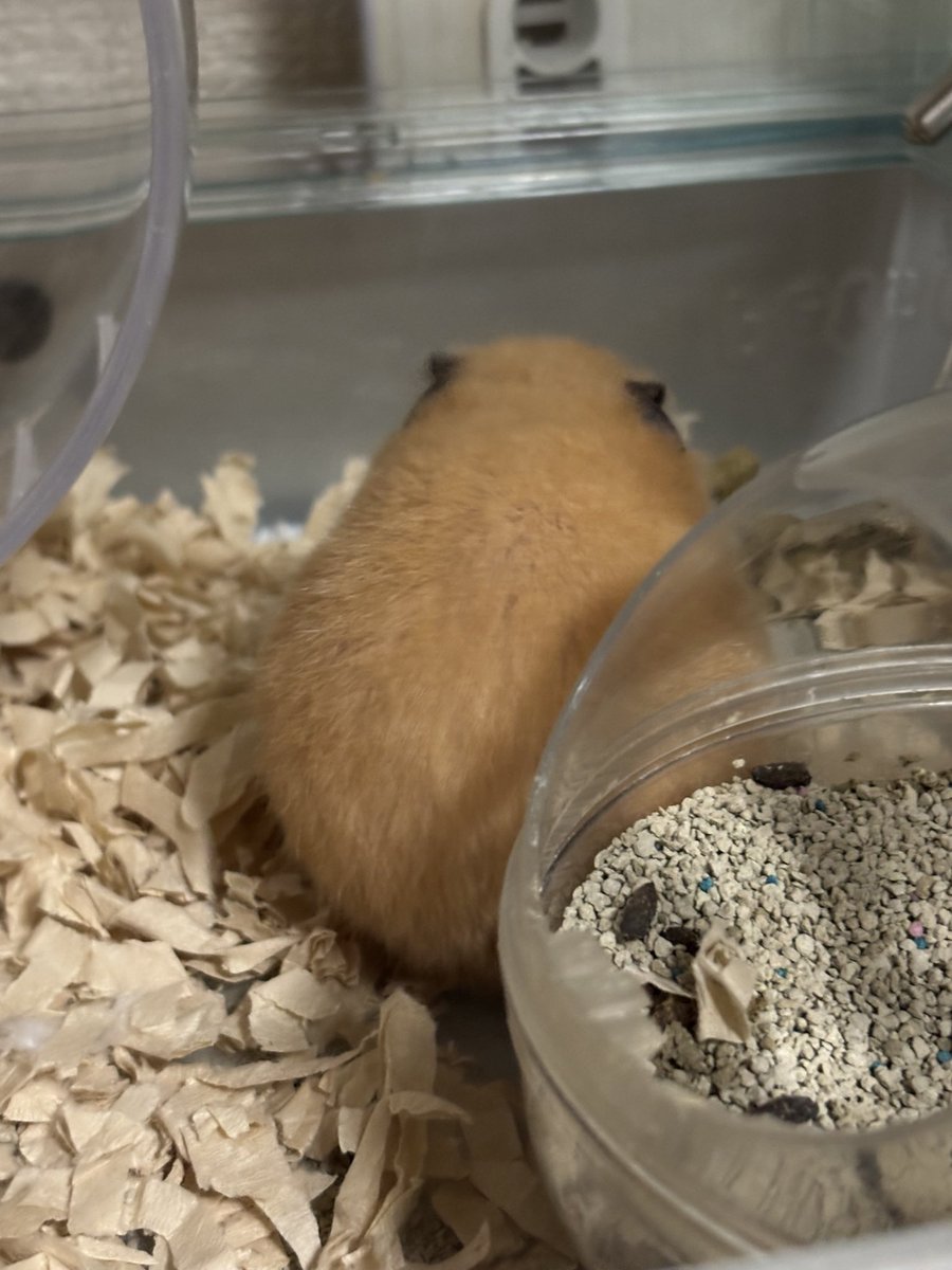 ゲームで主人公の隣にいるサブキャラみたいなフォルム🥚