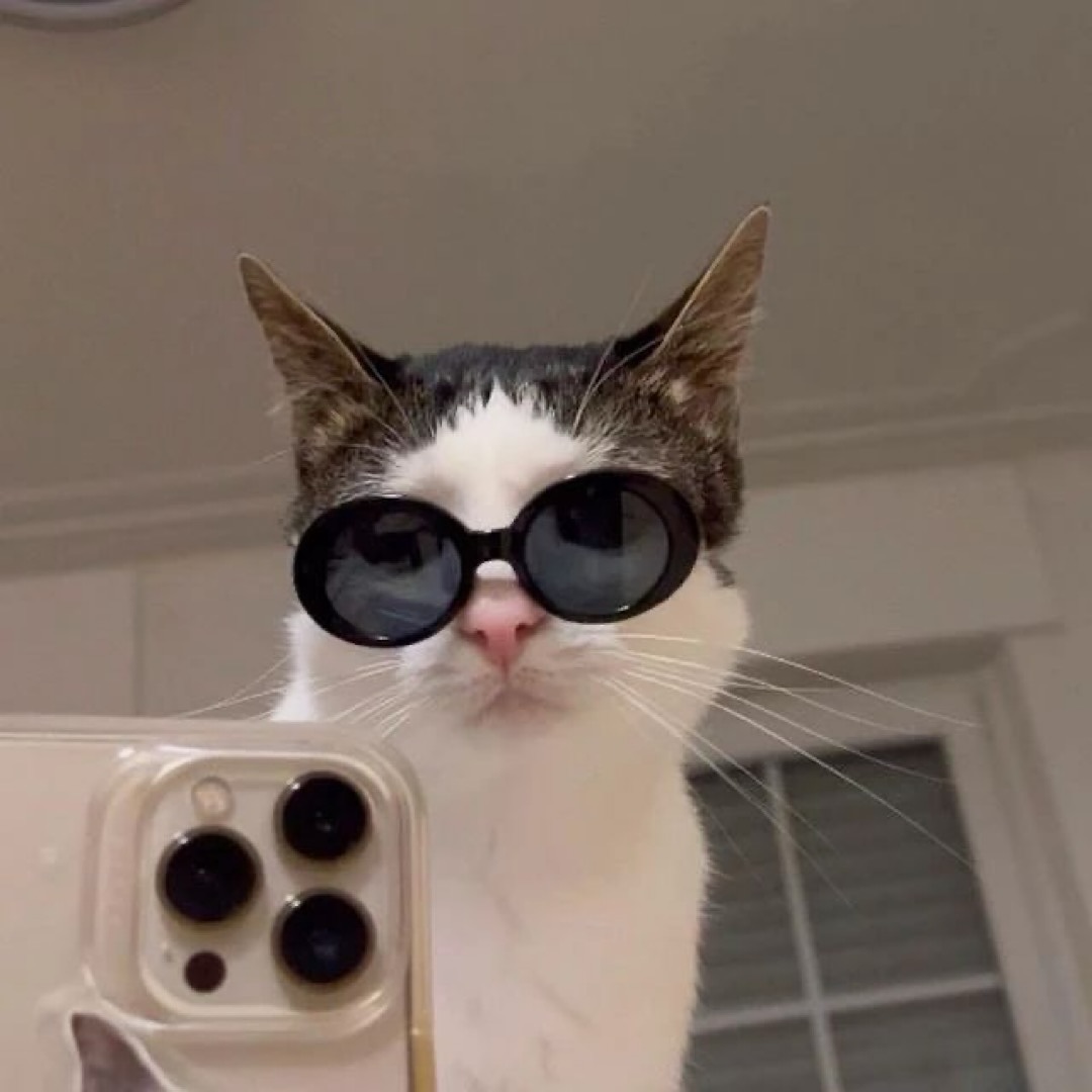 Punch Cat tweet media