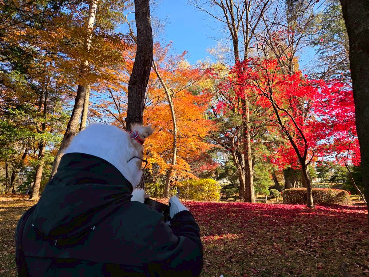abecchifc178's tweet image. おまけその４
#岩手県営運動公園 内では綺麗な紅葉している場所がありましたニャ🍁✨
※現在、熊目撃情報があった為安全が確認されるまで閉鎖中⚠️

それを後ろから撮られてましたニャ😹w
どうやら紅葉より耳に着けていた #ブルズファミリー の証ラバーバンドが気になったようでした😹w