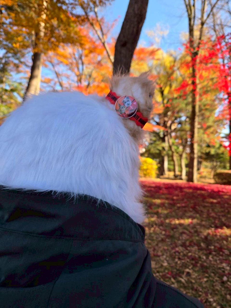 abecchifc178's tweet image. おまけその４
#岩手県営運動公園 内では綺麗な紅葉している場所がありましたニャ🍁✨
※現在、熊目撃情報があった為安全が確認されるまで閉鎖中⚠️

それを後ろから撮られてましたニャ😹w
どうやら紅葉より耳に着けていた #ブルズファミリー の証ラバーバンドが気になったようでした😹w
