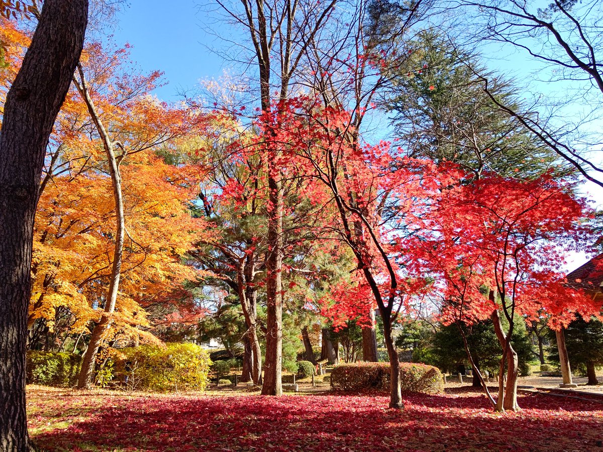 abecchifc178's tweet image. おまけその４
#岩手県営運動公園 内では綺麗な紅葉している場所がありましたニャ🍁✨
※現在、熊目撃情報があった為安全が確認されるまで閉鎖中⚠️

それを後ろから撮られてましたニャ😹w
どうやら紅葉より耳に着けていた #ブルズファミリー の証ラバーバンドが気になったようでした😹w