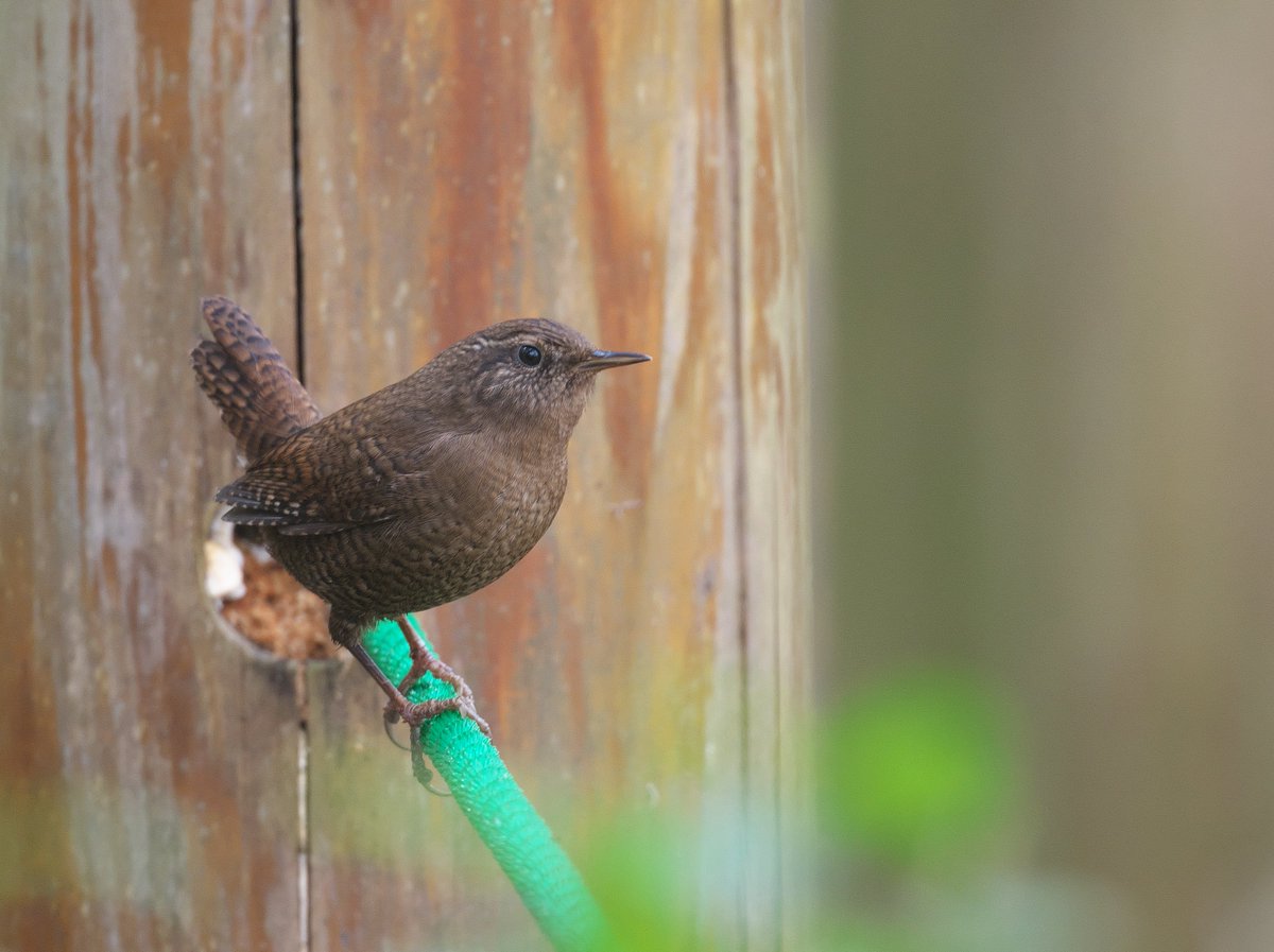囀るミソサザイ このエリア行くと、いつもミソサザイがぴょこんと出てくるんだよな〜っ