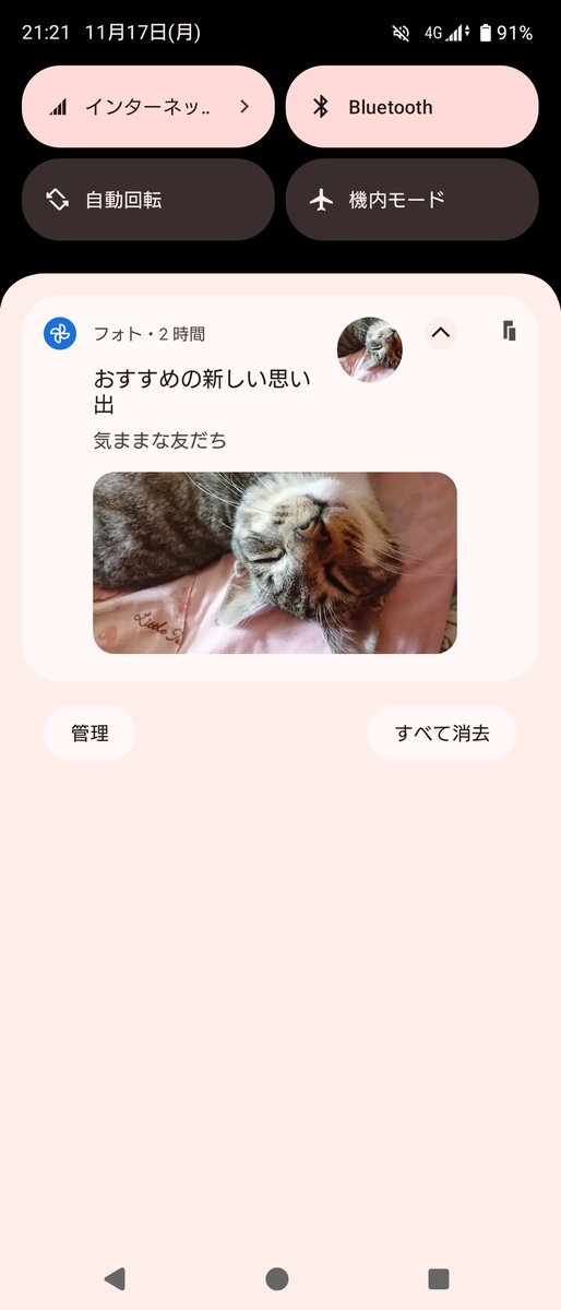 khr_oks2's tweet photo. 結構な頻度でGoogleフォトが思い出の通知流してくるんだけど、猫のときだけ気ままな友だちって出るの好き。 https://t.co/osw1hX6dtm