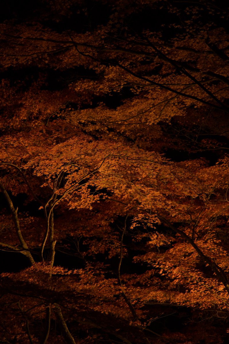 S38Qq9's tweet image. 暗闇に浮かび上がる赤
#奥津渓
#写真
#EOSR6MarkII