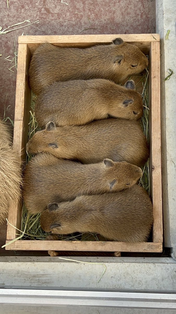 フィット感( ¨̮ )

#めめちゃんしんたくんベビー
#カピバラ #capybara
#竹島水族館