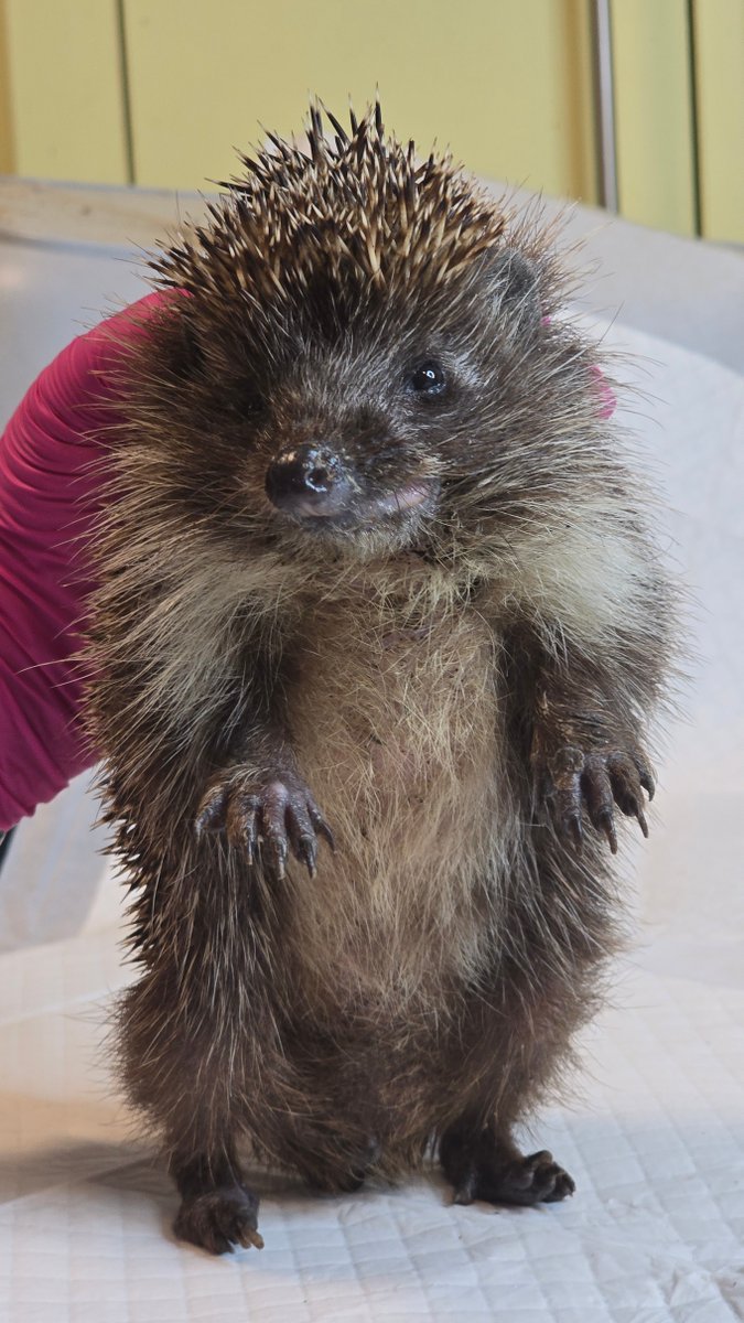 FundacjaPrimum's tweet image. Jeże w naszej obecności najczęściej zachowują się spokojnie. Ale jeśli jesteś jeżem i pozwalasz się dokładnie oglądać z każdej strony - a musimy każdego dobrze obejrzeć, aby sprawdzić co konkretnie dolega - oznacza to, że nie jesteś w dobrej formie. Jeż Powolniak został…